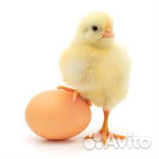 Продам куриные яйца купить на Зозу.ру - фотография № 1