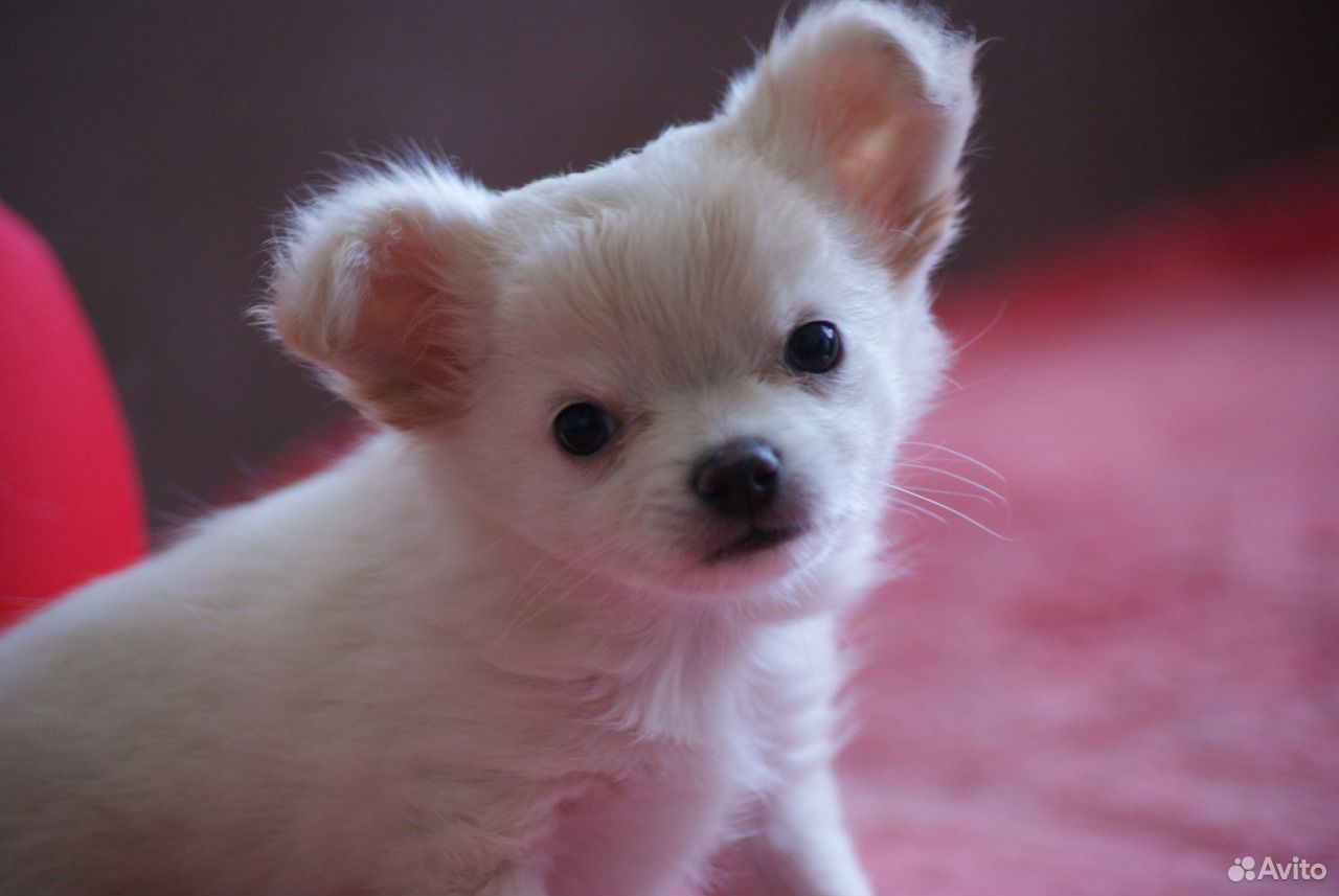 Очаровательный щенок Чихуа 1624051016