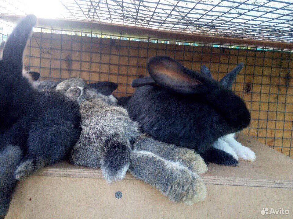 Кролики Ризены купить на Зозу.ру - фотография № 1