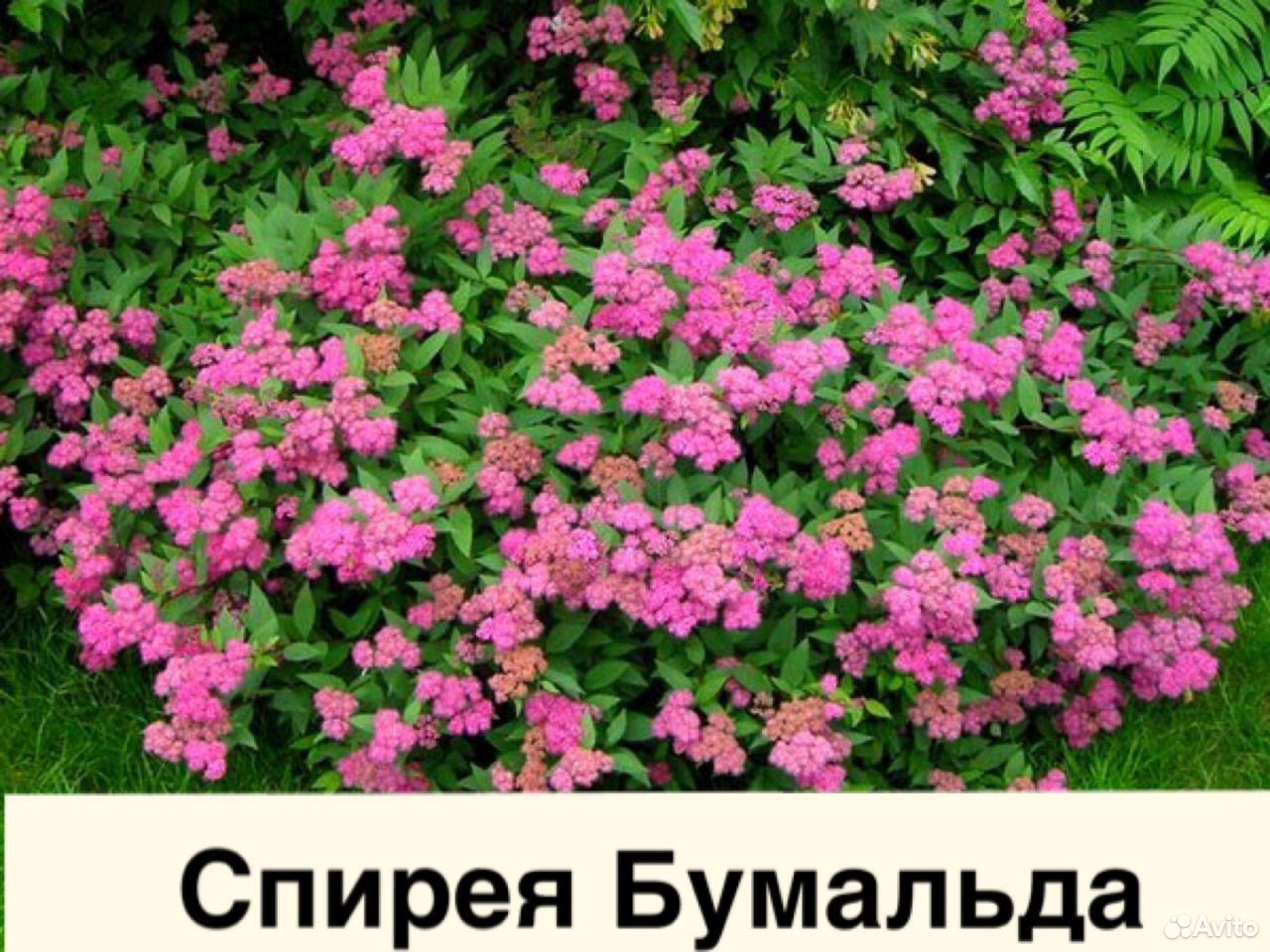 Саженцы и декоративные растения, качественный поса купить на Зозу.ру - фотография № 7