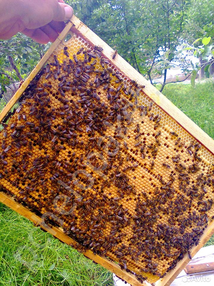 Продам пчел рамка дадан купить на Зозу.ру - фотография № 1