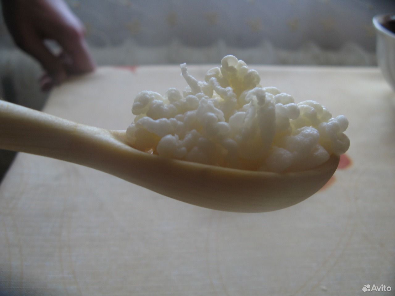 Тибетский молочный гриб купить на Зозу.ру - фотография № 2