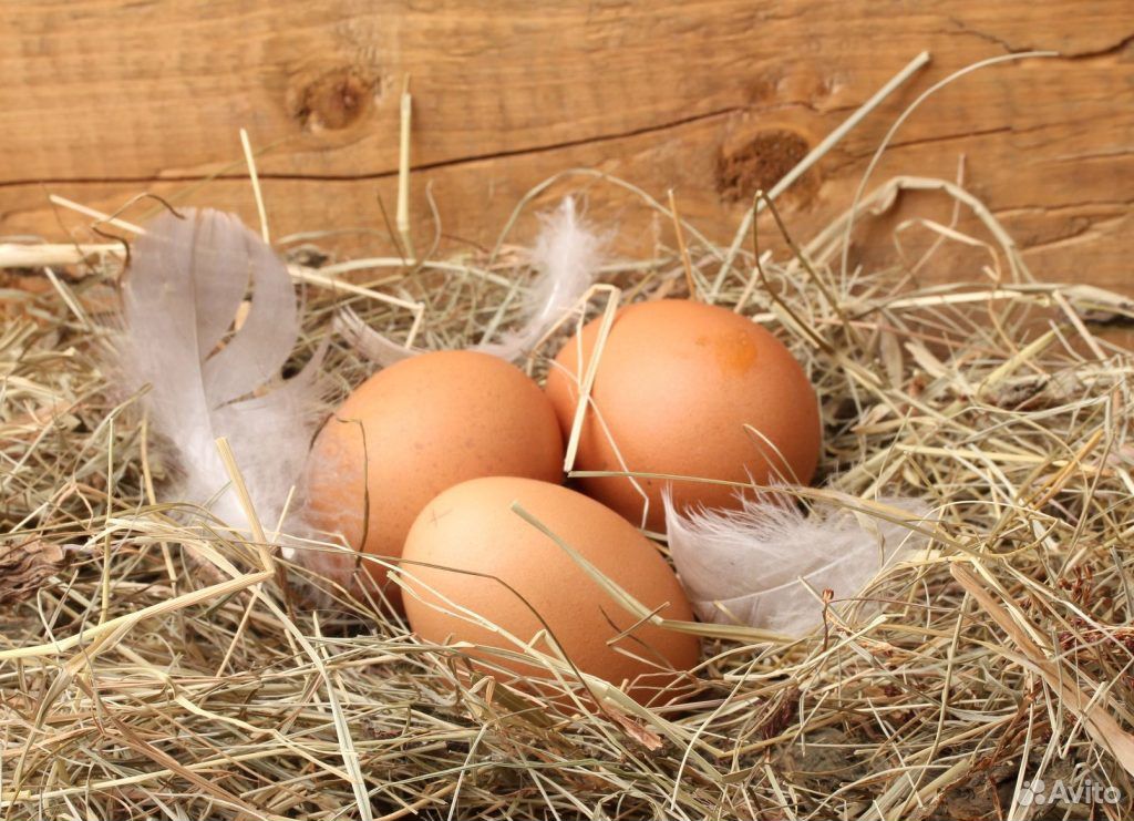 Яйцо деревенское из своего хозяйства купить на Зозу.ру - фотография № 1