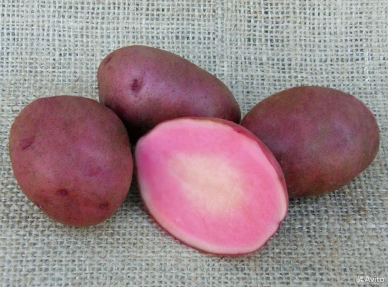 Сорт картофеля кранберри ред