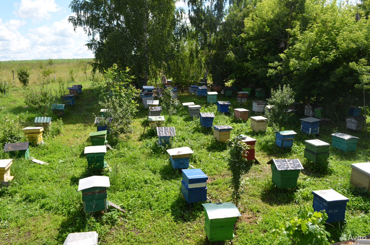 Продаю пчелопакеты и пчелосемьи купить на Зозу.ру - фотография № 2