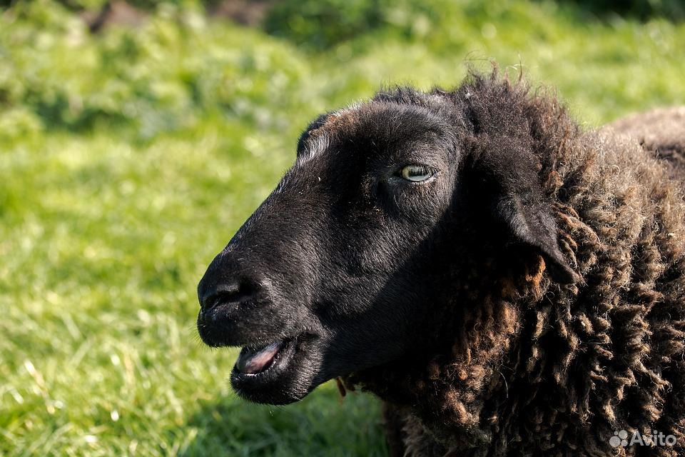 Продам овцу купить на Зозу.ру - фотография № 1