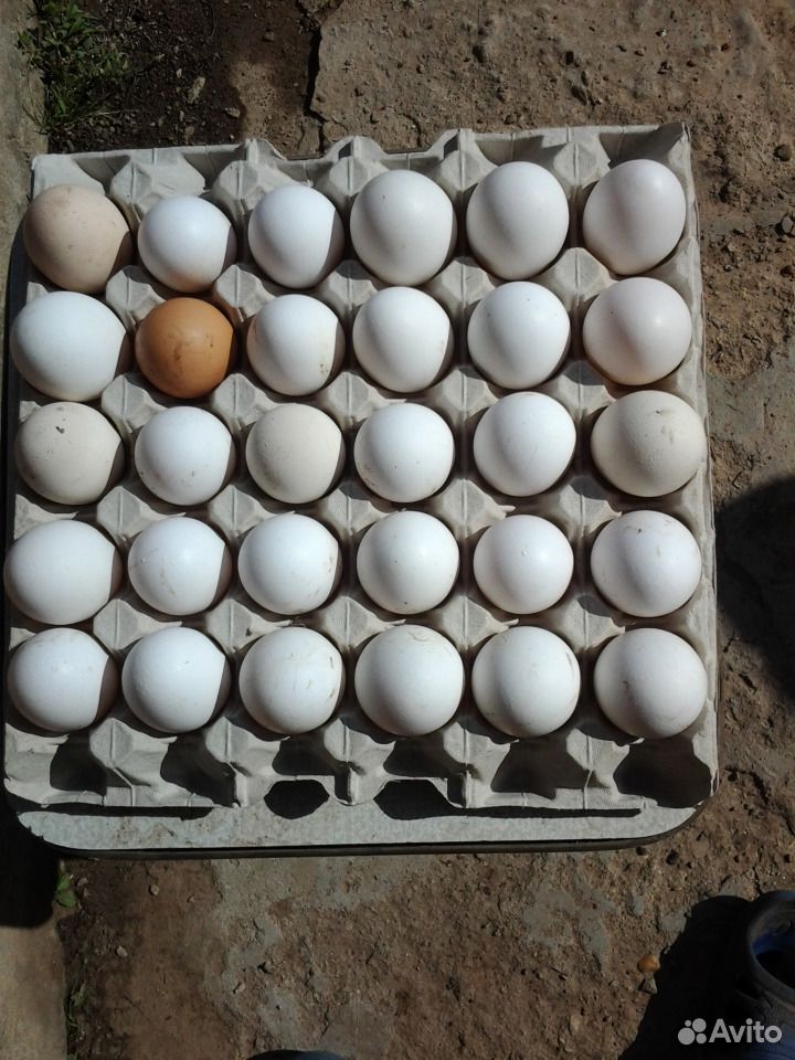 Яйцо куриное зерновое домашнее купить на Зозу.ру - фотография № 2