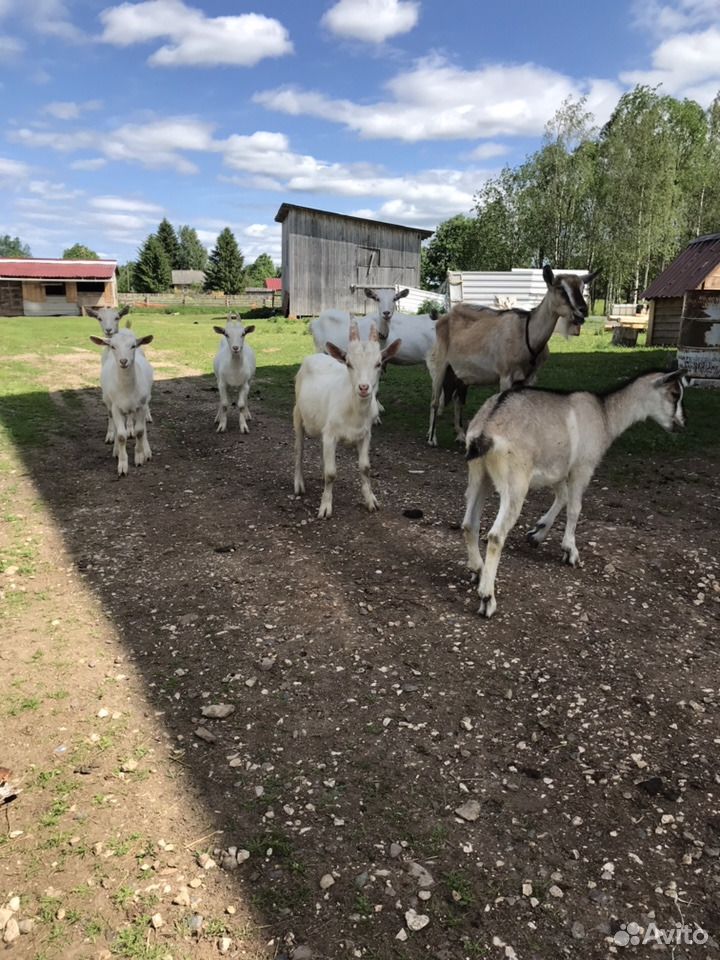 Козы молочные, козлята, Овцы, ягнята купить на Зозу.ру - фотография № 3
