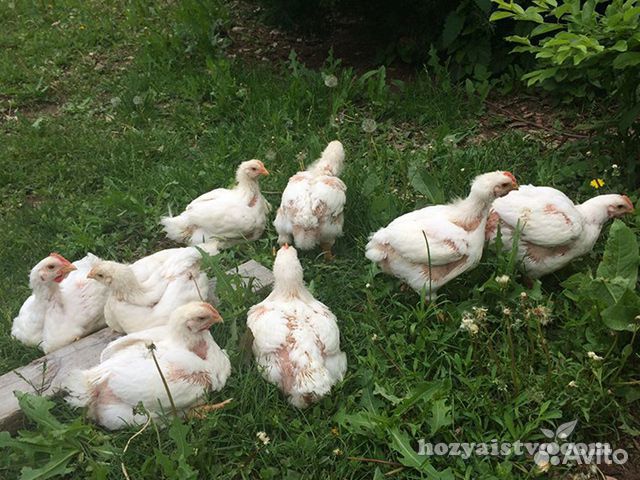 Цыплята бройлеры вес от 700 г купить на Зозу.ру - фотография № 1