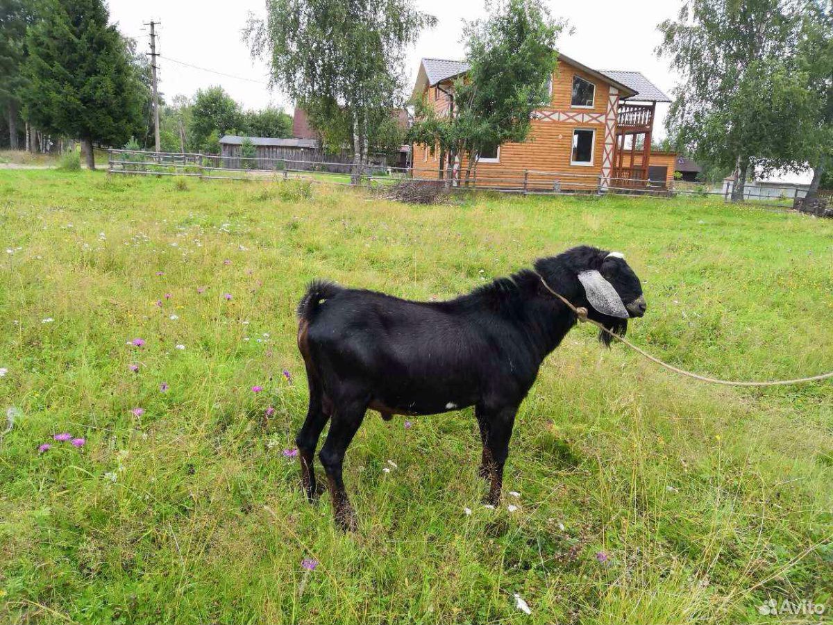 Нубийский козел купить на Зозу.ру - фотография № 1