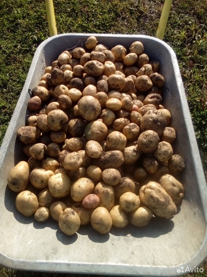 Картофель свежий урожай купить на Зозу.ру - фотография № 2