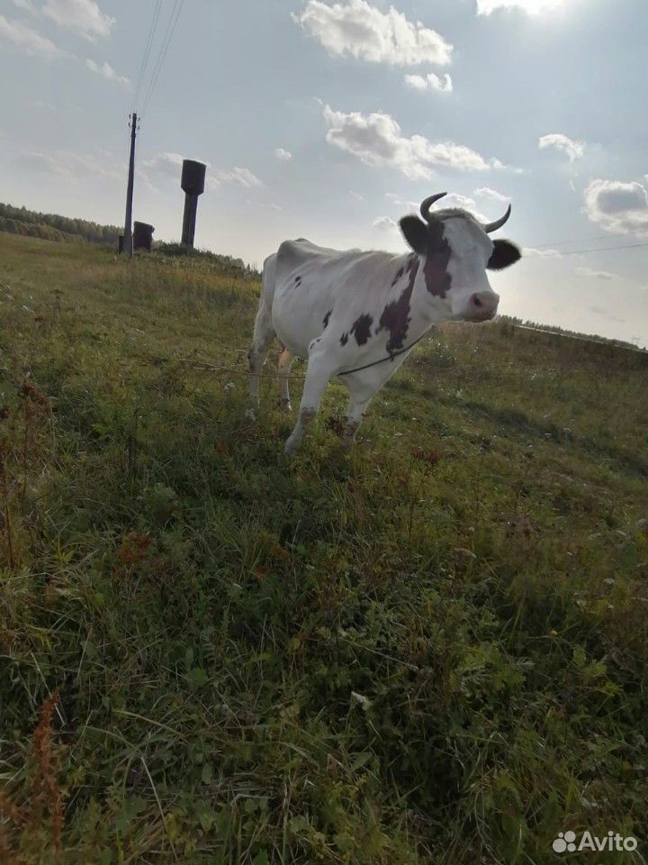 Корова стельная, айширская купить на Зозу.ру - фотография № 3