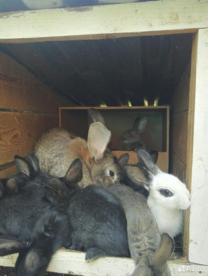 Кролики великаны мясных пород купить на Зозу.ру - фотография № 2