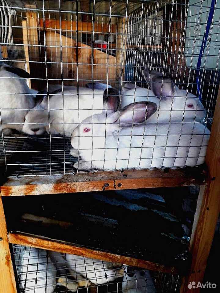Мясо кролика купить на Зозу.ру - фотография № 4