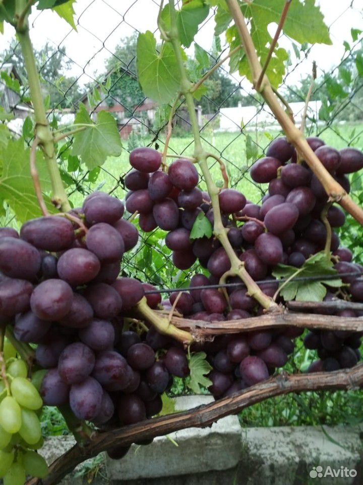Саженцы столового винограда разных сортов купить на Зозу.ру - фотография № 5