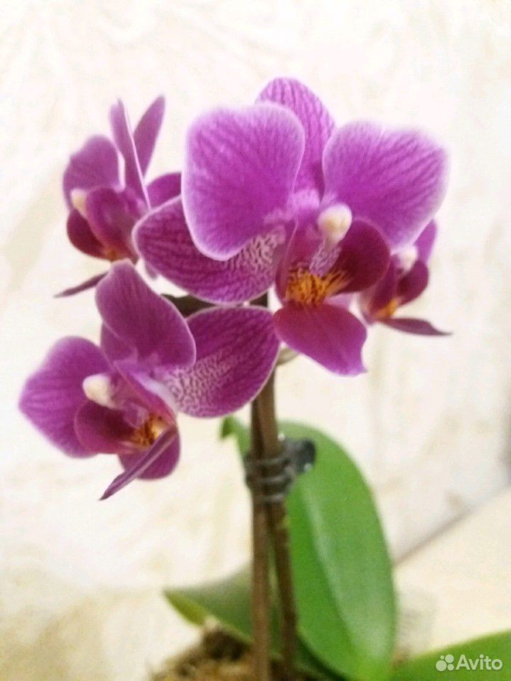 Орхидеи Фаленопсис мини купить на Зозу.ру - фотография № 4