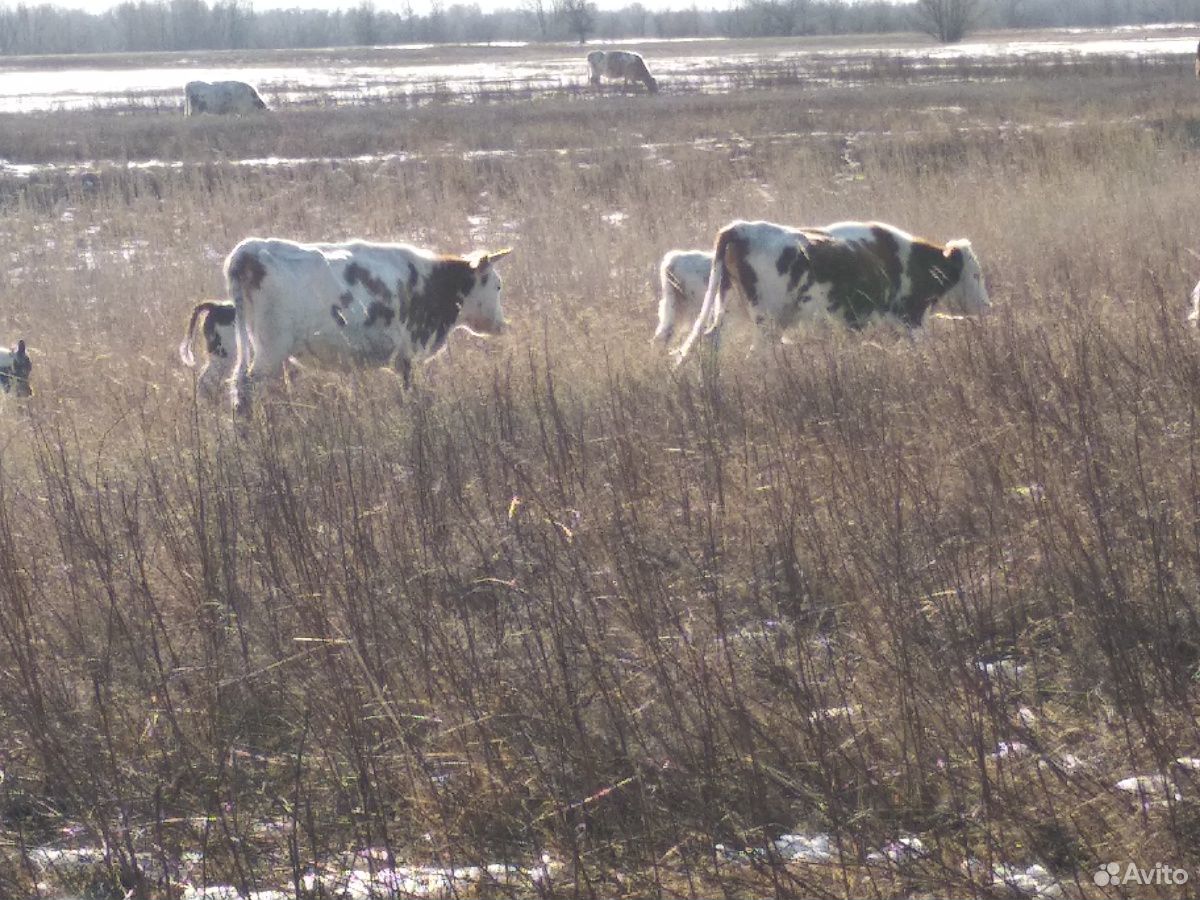 Коровы обмен купить на Зозу.ру - фотография № 2