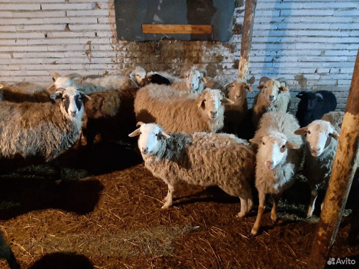 Баран и овцы купить на Зозу.ру - фотография № 7