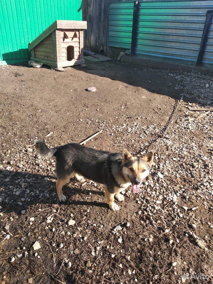 Молодая собака-отличная охранница купить на Зозу.ру - фотография № 4
