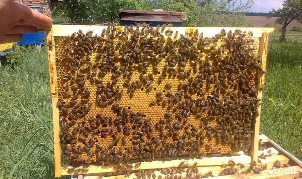 Пчелопакеты-пчелосемьи купить на Зозу.ру - фотография № 1