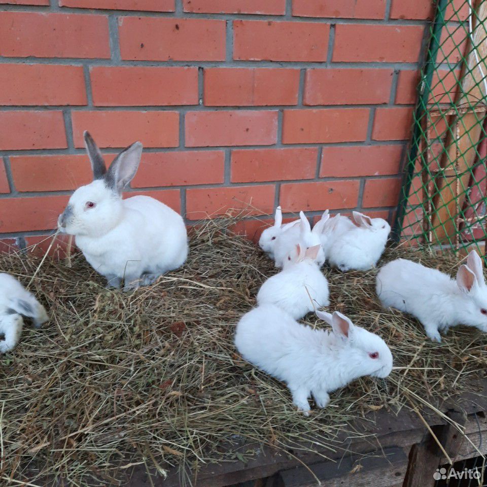 Продам кроликов разных пород купить на Зозу.ру - фотография № 2