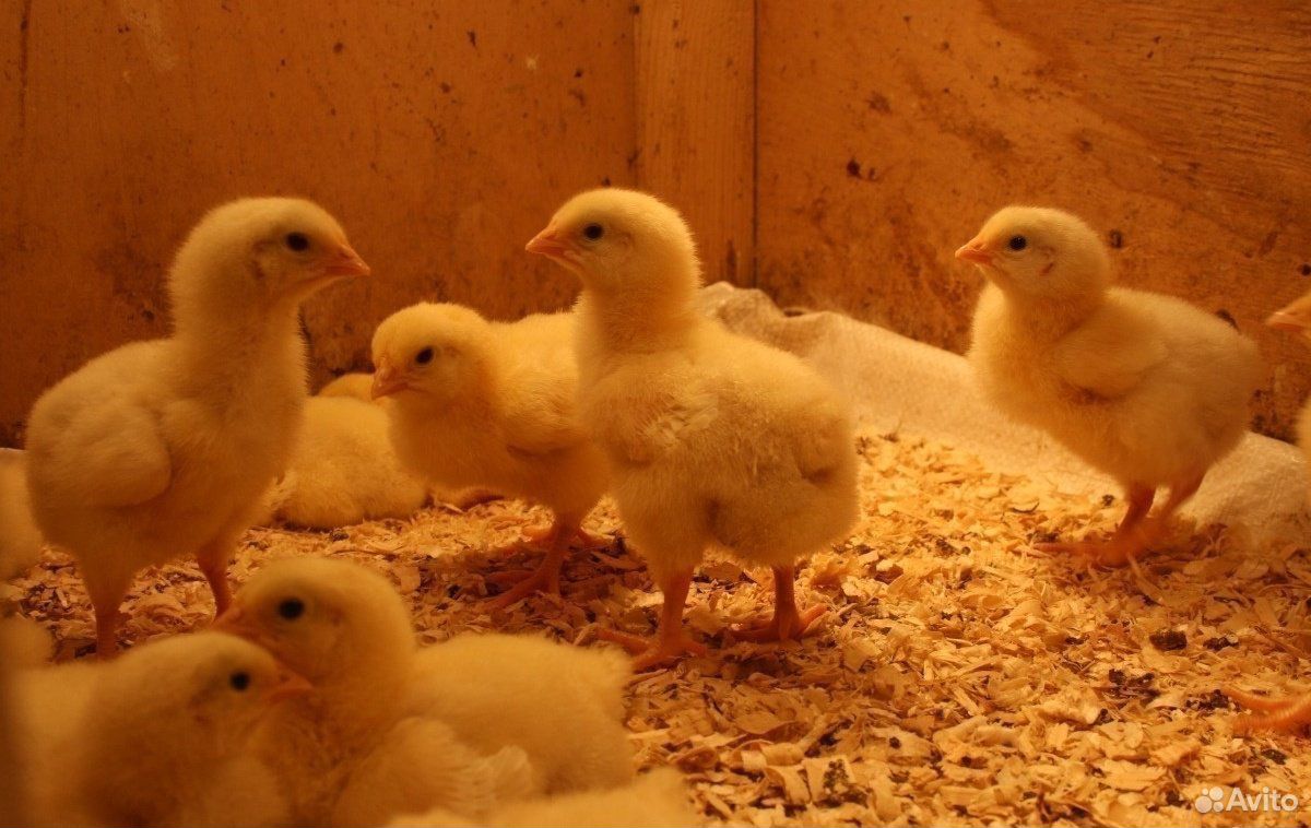 Купить цыплят бройлеров в краснодарском крае