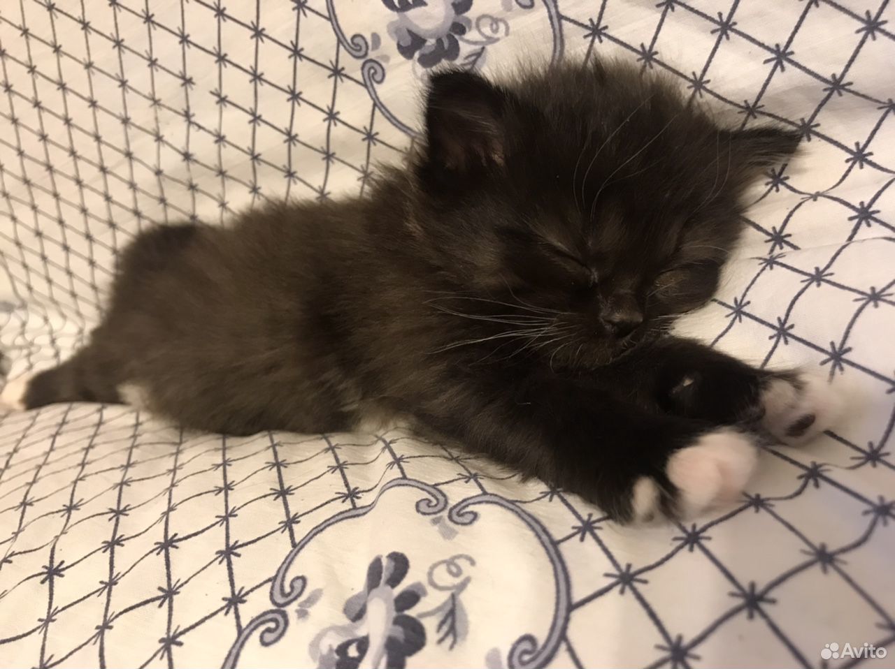 Котята в добрые руки в энгельсе. Котята выкса. на авито котята в выксе.