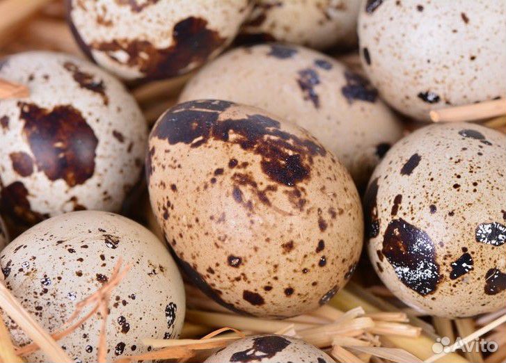 Инкубационное яйцо Техасских перепелов купить на Зозу.ру - фотография № 1