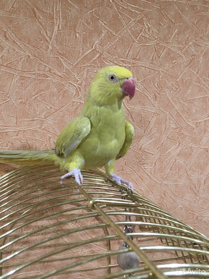 Ожереловые попугаи купить на Зозу.ру - фотография № 1