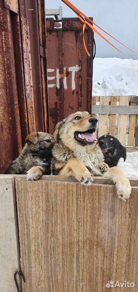 Собаки для охраны дома или склада купить на Зозу.ру - фотография № 2