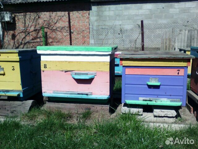 Пчёлы на высадку, улей, лежаки, сушь купить на Зозу.ру - фотография № 1