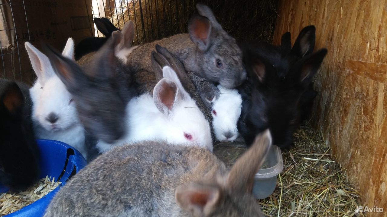 Кролики, крольчата купить на Зозу.ру - фотография № 3