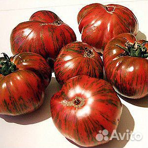Рассада томатов купить на Зозу.ру - фотография № 10