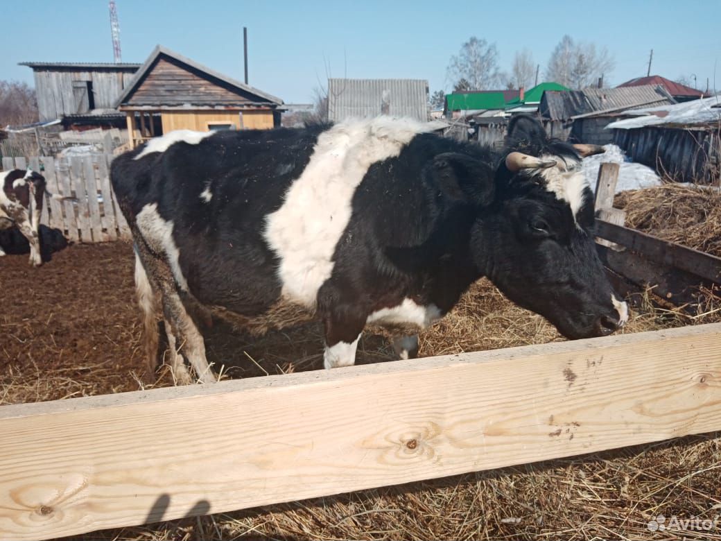 Корова 4 года, 2 отела, молоко дает 11-12 литров д купить на Зозу.ру - фотография № 1