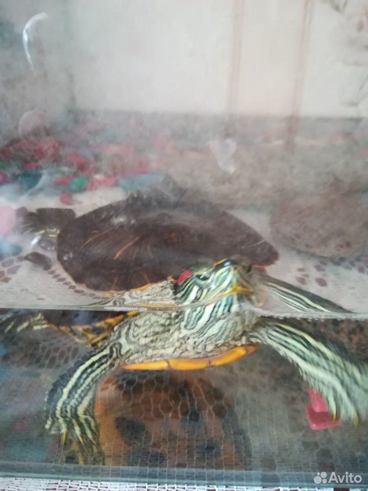 Продам двух красноухих черепах купить на Зозу.ру - фотография № 2