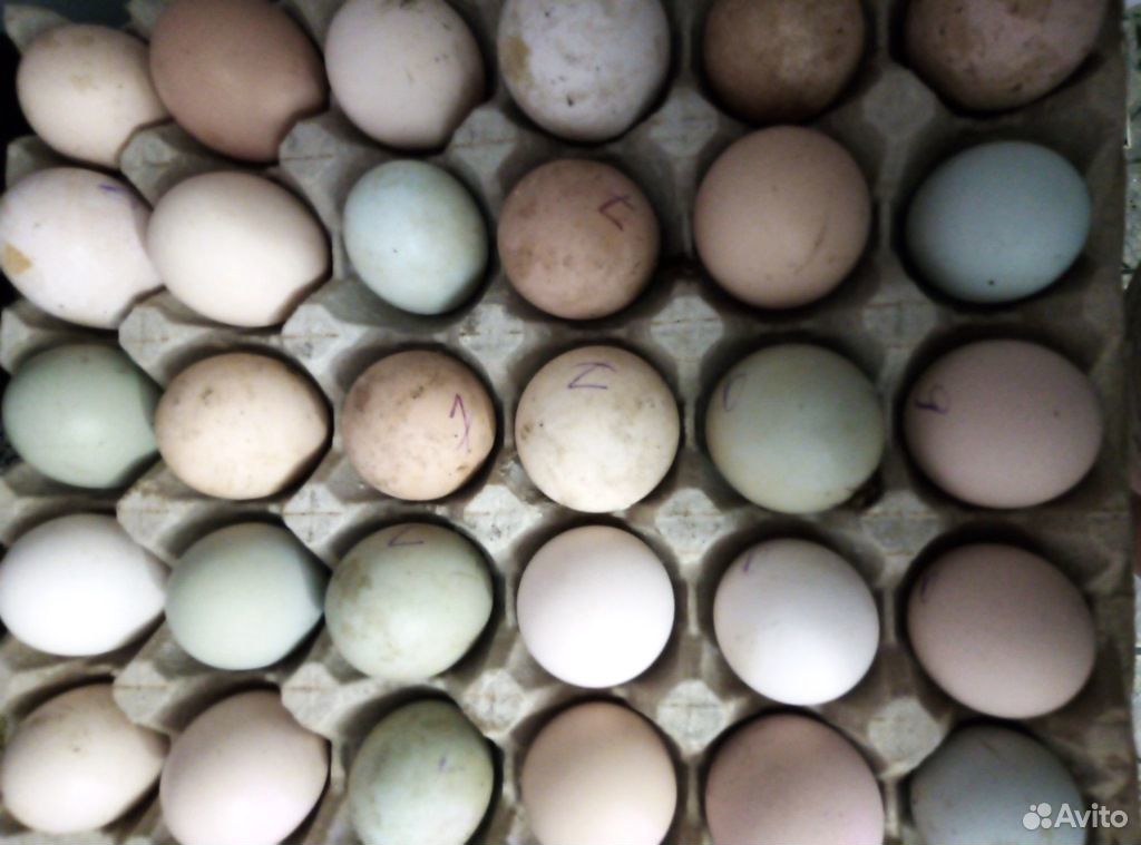 Инкубационное яйцо кур, индюков купить на Зозу.ру - фотография № 1