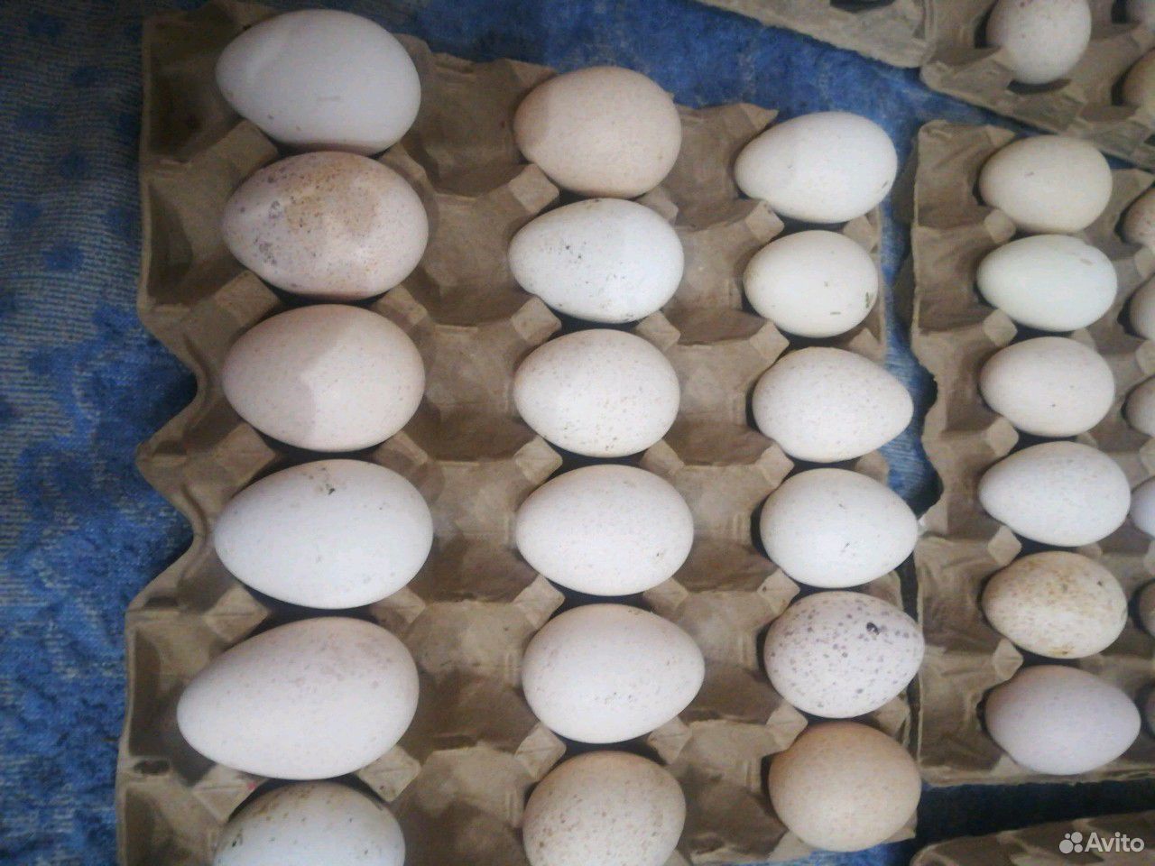 Купить инкубационное яйцо в волгограде. Инкубационное яйцо индюшки. Яйцо белой индюшки. Продажа инкубационного яйца индейки. Белая широкогрудая индейка.