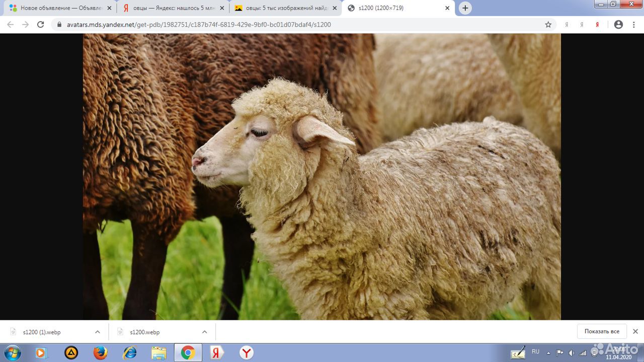 Овцы, ярочки купить на Зозу.ру - фотография № 1