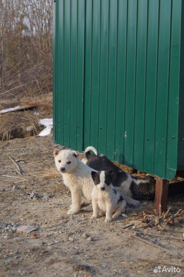 Бездомные щенки очень нуждаются в доме купить на Зозу.ру - фотография № 3