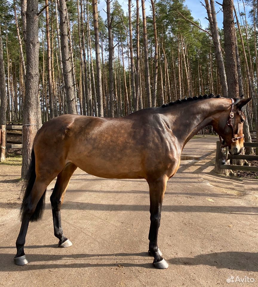 Лошадь с большой перспективой в спорт купить на Зозу.ру - фотография № 3