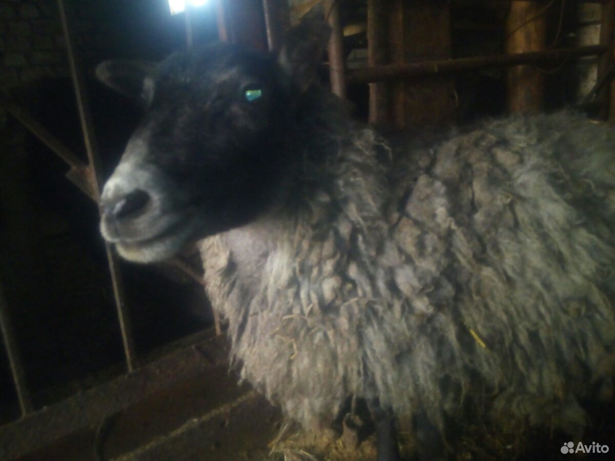 Продам суягную(беременную) овцу Романовской породы купить на Зозу.ру - фотография № 2