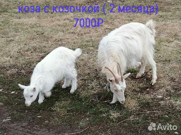 Козы купить на Зозу.ру - фотография № 6
