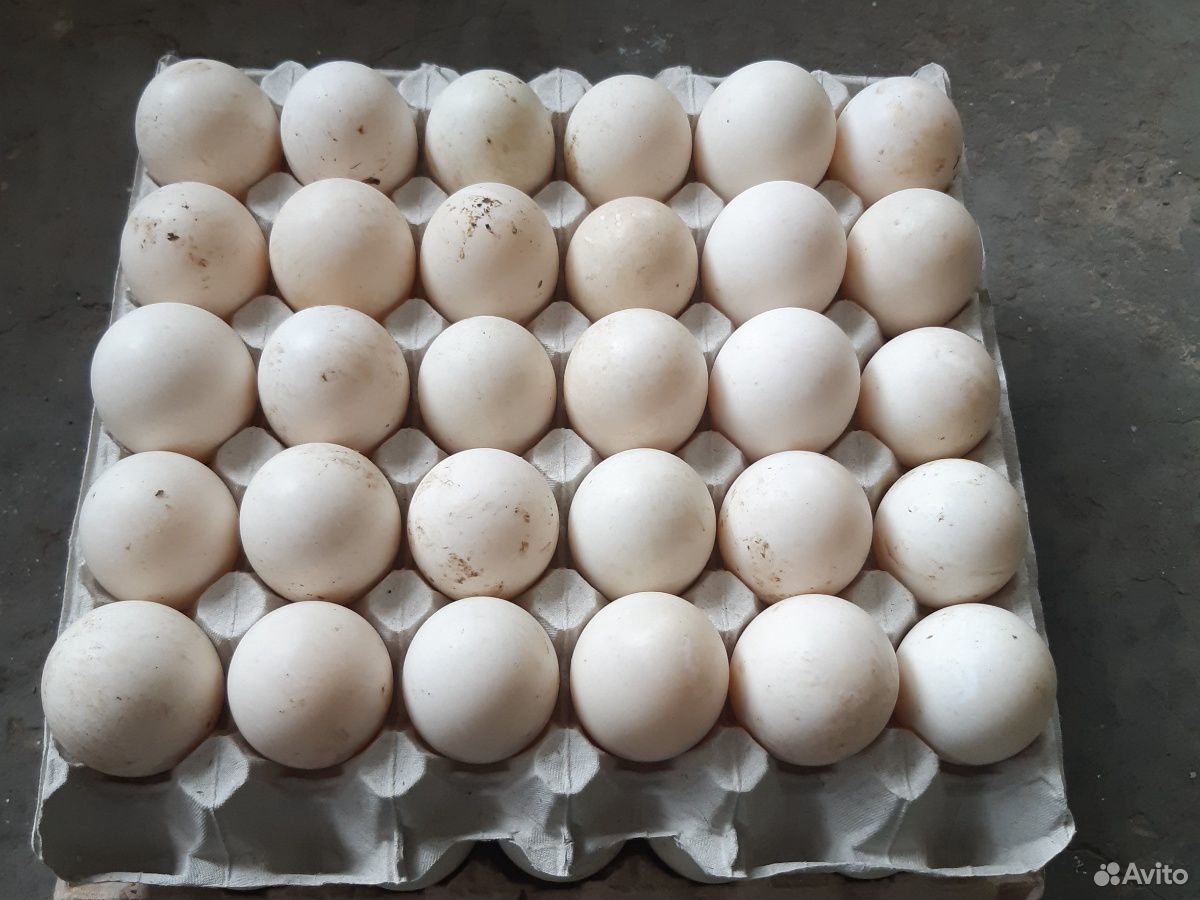 Воронеж купить инкубационное. Инкубационное яйцо Ломан Браун. Яйца куриные Утиные перепелиные. Яйца Ломан Адлеров. Яйцо мини легорна.