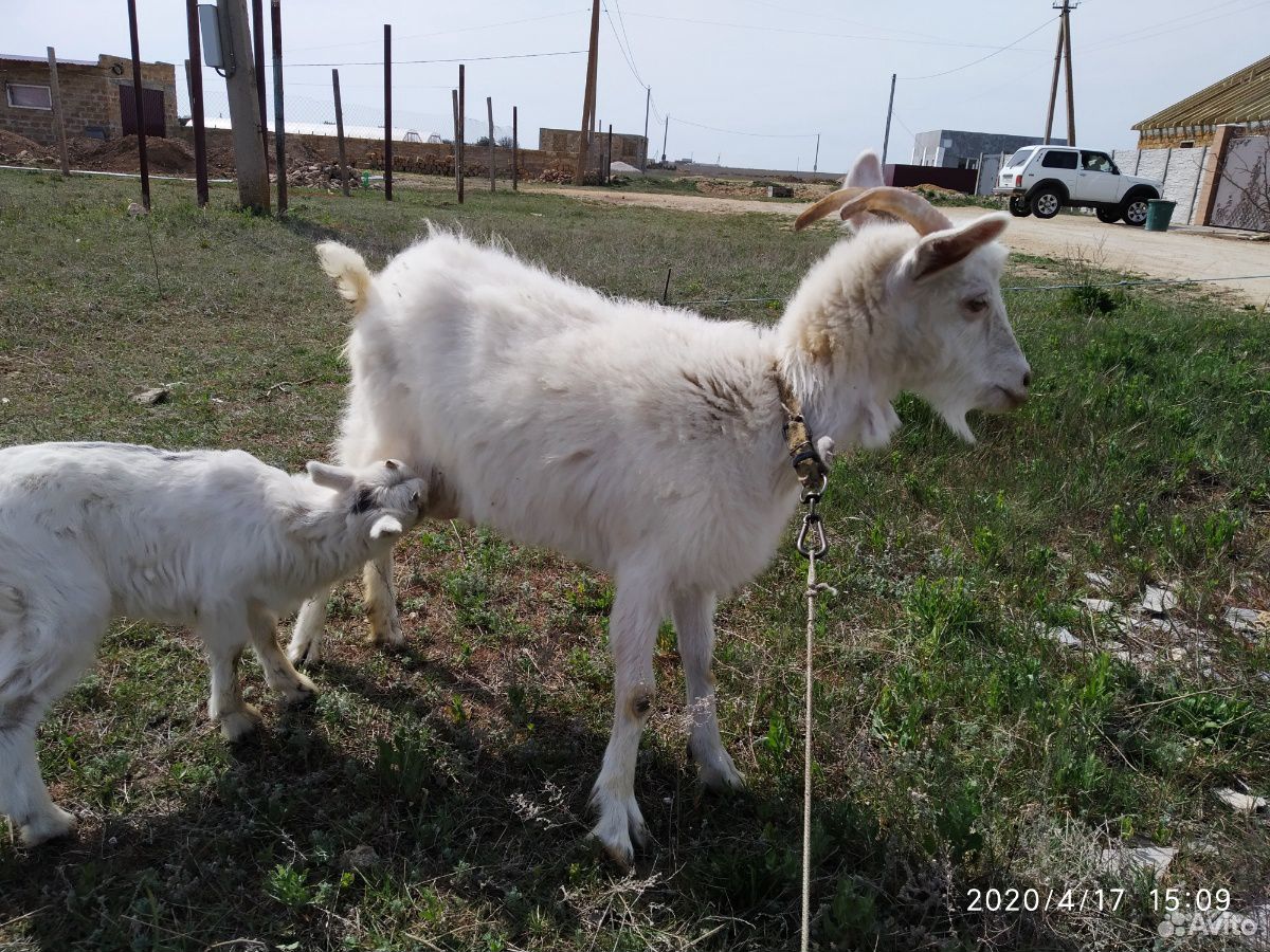 Продам козу с козлятами купить на Зозу.ру - фотография № 4