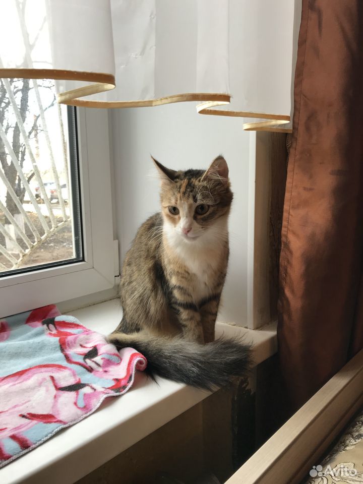 Кошка домашняя купить на Зозу.ру - фотография № 2