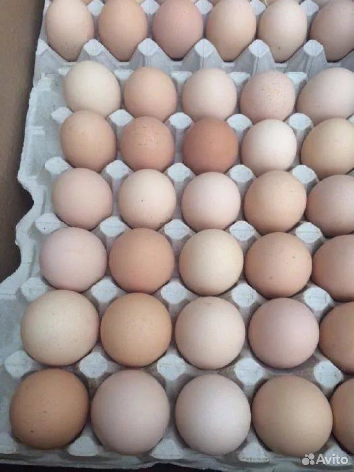 Купить инкубационное яйцо тамбов