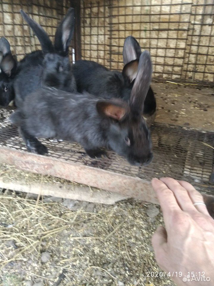Кролики 4 мес обмен купить на Зозу.ру - фотография № 2