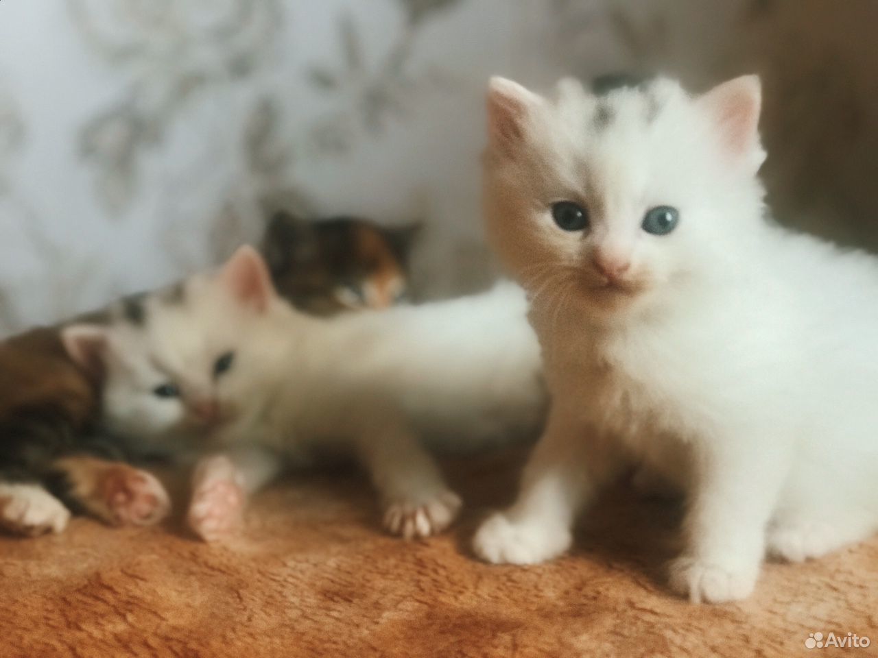 Котята в воронеже в добрые