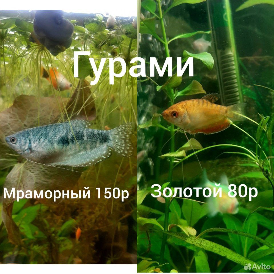 Рыбки купить на Зозу.ру - фотография № 5