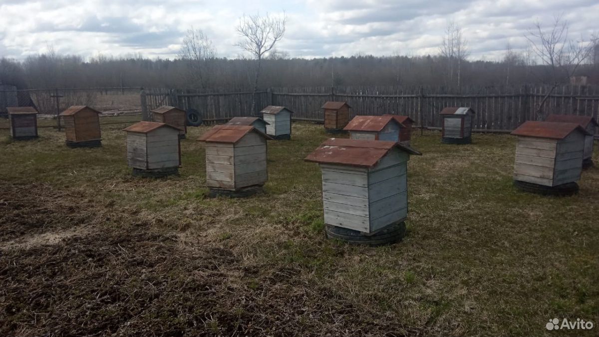 Ульи с пчелами 10 семей купить на Зозу.ру - фотография № 7